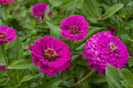 Zinnia Purple Prince Zinnia Elegans Seeds Select Seeds Zinnias Spring Garden Flowers Front Flower Beds