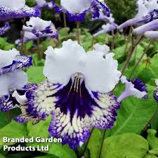 Image result for Streptocarpus leptopus