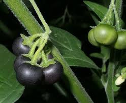 Image result for Solanum chenopodioides