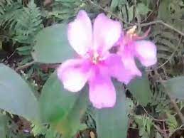 The foliage is fleshy, elliptical, and sometimes tinged with purple. Assam Forest Beautiful Flower Spring Season Blooming Flower Youtube