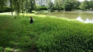Recherchez à nouveau ce que vous recherchez. Realisation Des Travaux D Arrachage De La Jussie Sur L Oudon Et Ses Annexes Bassin Versant De L Oudon