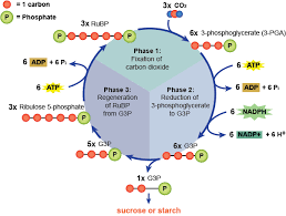 Biology The Light Dependent And Light Independent Reactions
