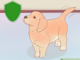The puppies are ready to go at 8 weeks of age. 3 Ways To Buy A Golden Retriever Puppy Wikihow