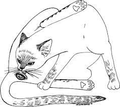 The breeding season usually begins in the second half of winter. Female Feline Sexual Behavior Veterian Key