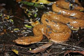 Image result for Triainolepis africana