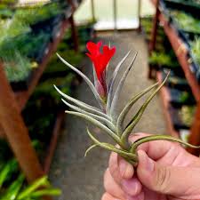 Image result for Albertisia exelliana