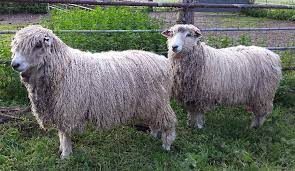 The leicester longwool is a medium to large polled breed with a high quality carcass, whose poll is well covered the leicester longwool ram is an excellent sire and when crossed with other breeds will stamp their well known qualities of feed efficiency and. English Leicester Beersheba Farm