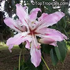 Image result for Ceiba speciosa