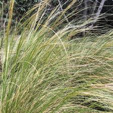 Image result for Neoschumannia cardinea