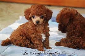 Kristas poodles has happy healthy poodle puppies. Teacup Tiny Toy Toy Poodles Sold In Texas Toy Poodle Poodle Puppy Poodle