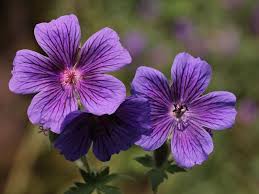 8 Best Heat Tolerant Flowers And Plants You Can Grow Florgeous