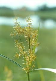 Image result for Cyperus denudatus