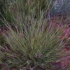 Image result for Urochloa serrata