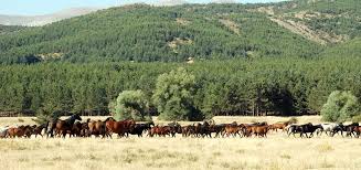 yilki atlari afyonkarahisar sandikli yabani atlar turizm fotograf
