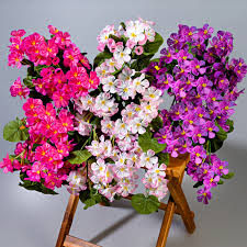 Image result for foto muškáty