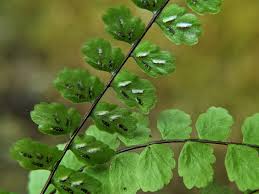 Image result for Asplenium trichomanes