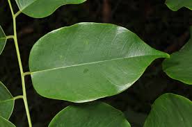 Image result for Pterocarpus indicus
