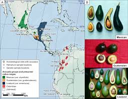 Image result for Avocado Light 1969 Tappan