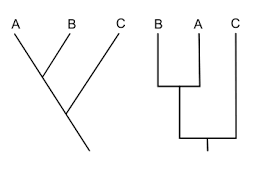 Cladogram Wikipedia