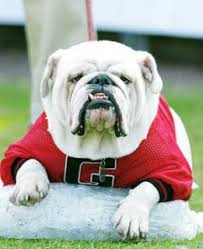 The line of pure white english bulldogs, which epitomizes everything georgia, has been owned by the frank w. Georgia Bulldogs Mascot Uga Vi Bares His Teeth For The Camera Georgia Bulldog Mascot Bulldog Mascot Georgia Dawgs