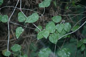 Check spelling or type a new query. Clematis Powdery Mildew Pacific Northwest Pest Management Handbooks