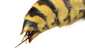 Was Tun Bei Einem Bienenstich Oder Wespenstich