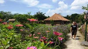 Sep 02, 2019 · dunia gambar berbagi itu indah lombok tempo dulu 01 05 2019 pedesaan pada saat musim tanam padi lokasi di kulon progo daerah istimewa yogyakarta musim tanam padi bulan september 2019 puncak jaman dulu jamandulu com. Menikmati Suasana Desa Di Kampung Flory Tribun Jogja