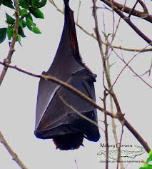 The species, which is native to the philippines, is one of the largest in the world. Flying Foxes Explore Tumblr Posts And Blogs Tumgir