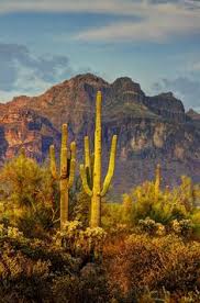 Has some great saguaro cactus' on the property! 89 Desert Life Ideas Desert Life Cacti And Succulents Cactus