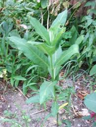 Plants Toxic To Horses Plants Dry Plants Poisonous Plants