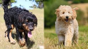 Librivox is a hope, an experiment, and a question: Bernedoodle Vs Goldendoodle Breed Differences And Similarities