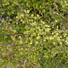 Image result for Coptosperma rhodesiacum