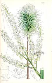 Cordyline Australis New Zealand Ti Tree From Rare Lithographs Of Macrozamia Bow Botanical Illustration Vintage Botanical Illustration Antique Botanical Print