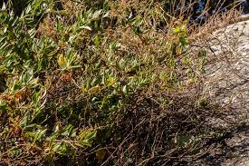 Image result for Pavetta troupinii