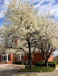 Shop trees, shrubs, bulbs & more. Are Bradford Pears Good Or Horrific Neil Sperry S Gardens