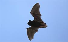 We provide humane removal of bats in the attic in cary, nc. Bat Removal In Cary 919 896 4278 27511 Bat Removal Cary North Carolina We Are Bat Removal In Cary North Carolina