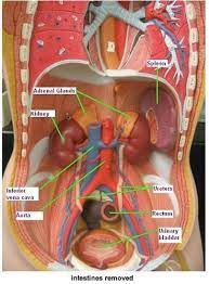 Tumor in the breast lobules. Print Activity 5 Examining The Human Torso Model Flashcards Easy Notecards