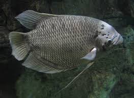 Giant Gourami Wikipedia