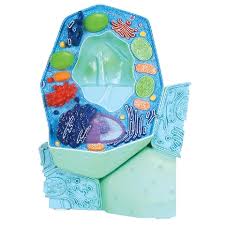 Maybe you would like to learn more about one of these? Plant Cell Model Phywe