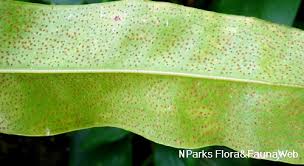 Image result for Microsorum punctatum