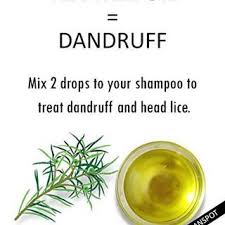 Tea Tree Oil For Dandruff And Head Lice Dandruff Tea Tree Essential Oil One Of The Best Known Essen Oils For Dandruff Tea Tree Oil Tea Tree Oil Benefits