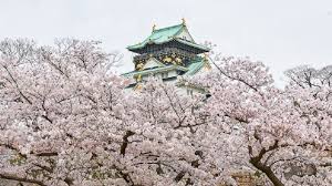 Cherry blossom at osaka castle. Japan S Top 100 Blossoms Osaka Castle Park Osaka Nippon Com
