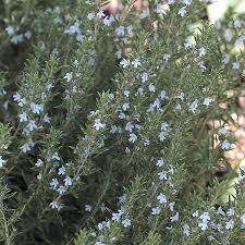 Image result for Satureja