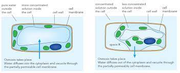 We did not find results for: Biology Notes For Igcse 2014 2022 3 2 Osmosis