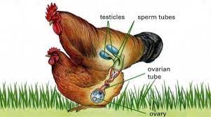Chickens — like other birds — lay fertilized eggs via sexual reproduction. How Do Chickens Fertilize Eggs The Real Truth