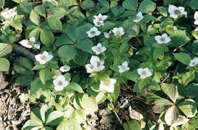 Contrary to belief, while plants do require natural sunlight for healthy growth, some shrubs can still survive with limited light. Shade Planting Annuals Bulbs And Perennials Rhs Gardening