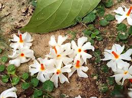 For people living in the eastern part of india, we bring you the list of the most popular flowers names in bengali! Flowers Offered To Goddess Durga à¦¦ à¦° à¦— à¦ª à¦œ à§¨à§¦à§¨à§¦ à¦® à¦¯ à¦° à¦šà¦°à¦£ à¦…à¦° à¦ªà¦£ à¦•à¦° à¦¨ à¦à¦‡ à¦« à¦²à¦— à¦² à¦®à¦¨ à¦° à¦¸à¦•à¦² à¦‡à¦š à¦› à¦ª à¦°à¦£ à¦¹à¦¬ Bengali Boldsky