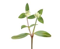 Image result for Gomphrena celosioides