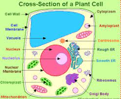 Animal cell diagram grade 6. Structure Of Plant And Animal Cell