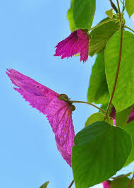 Image result for Dalechampia capensis